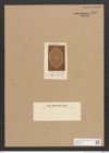 Diatomeae indet. Zeichnungen Sammlung Grunow Nr. 3807 (NHMW-BOT-W0371485)